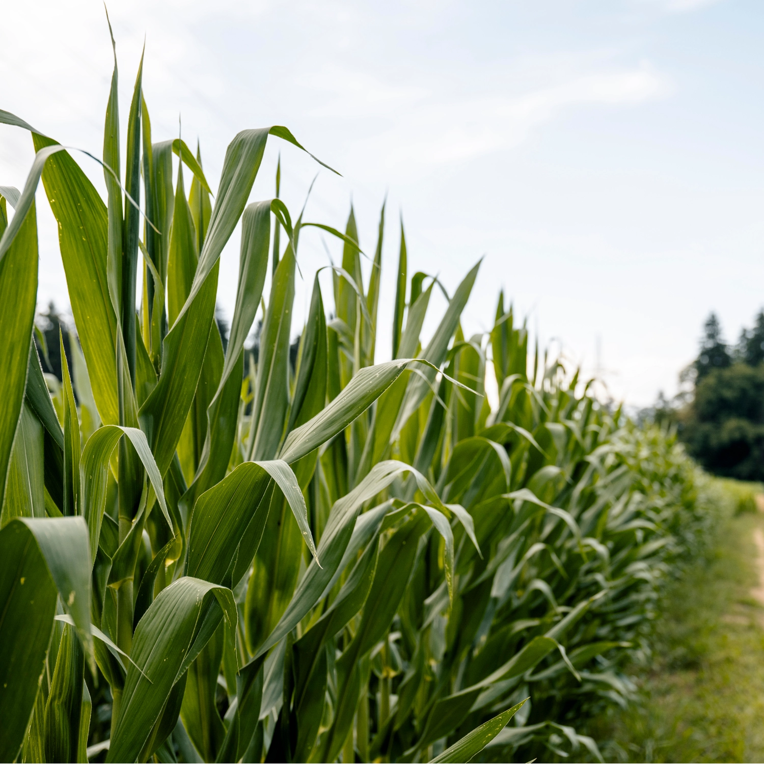 Corn Field
