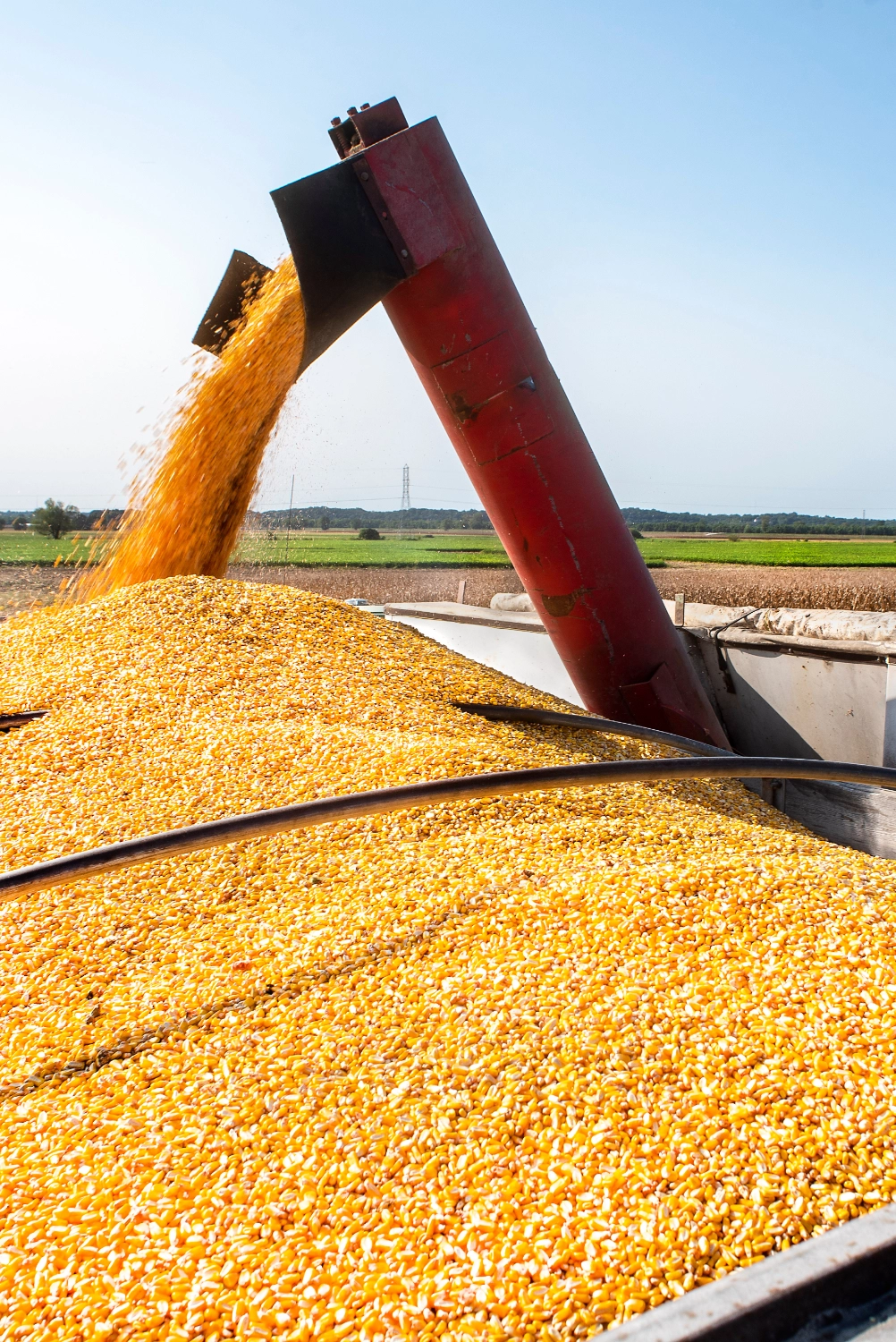 Corn Harvest