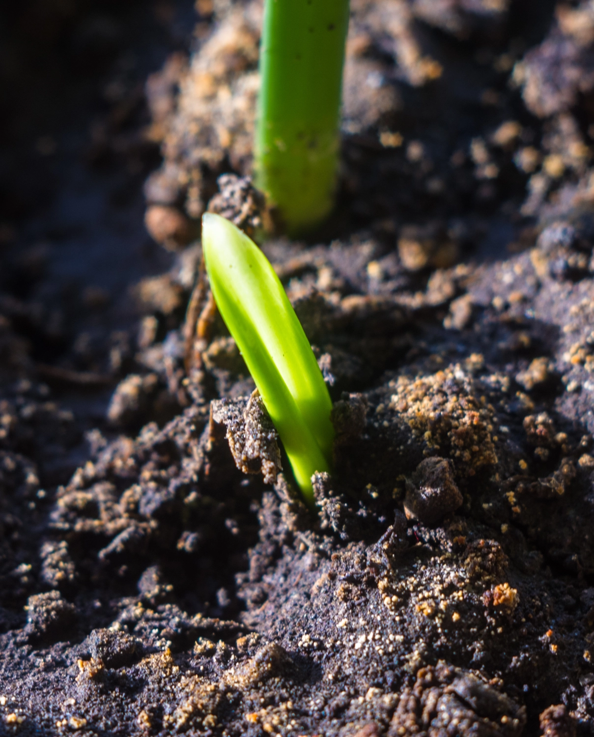 Seedling