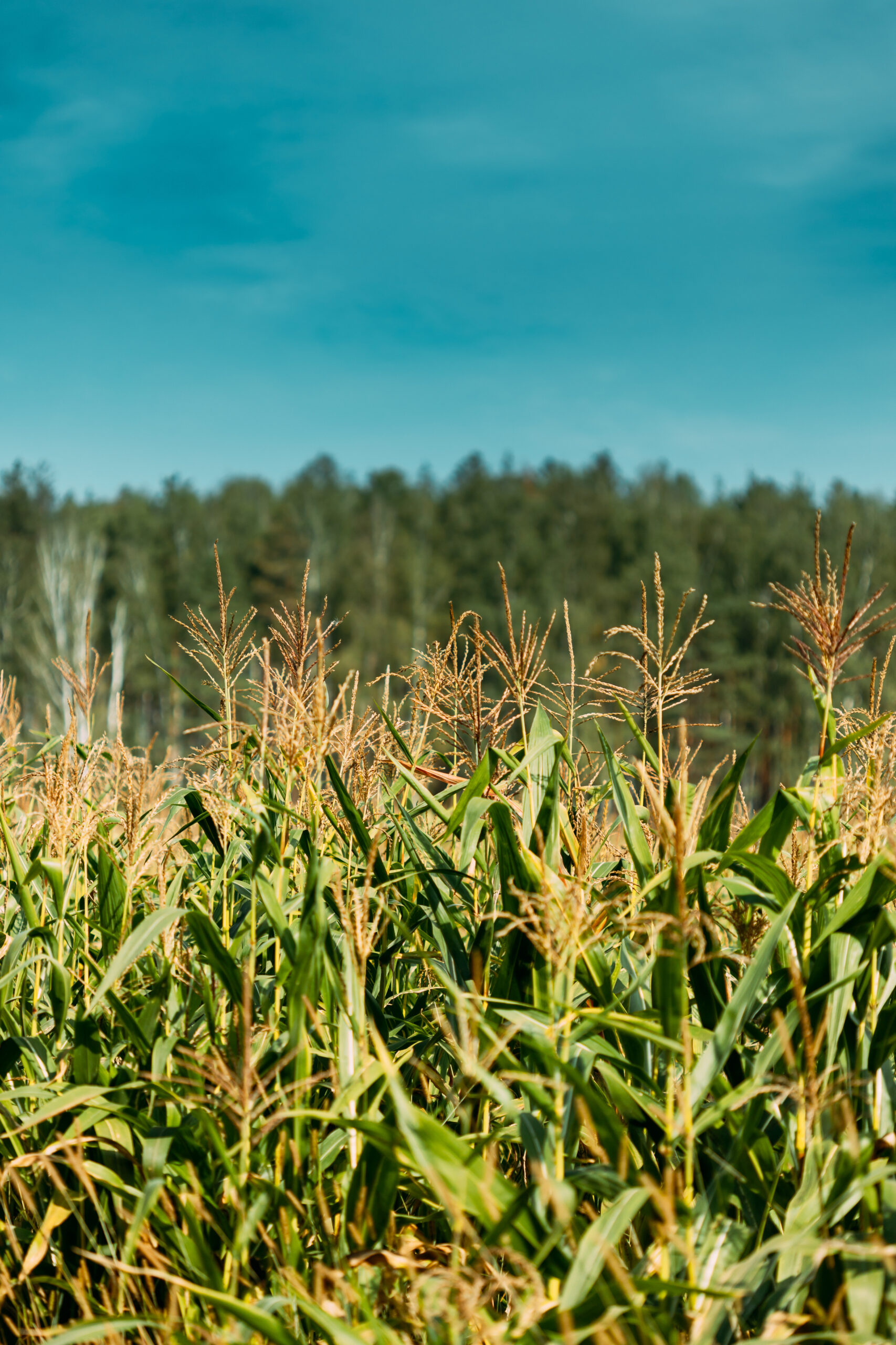 Corn Field