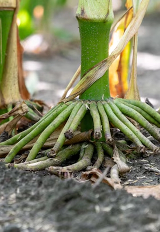 Plant in Field
