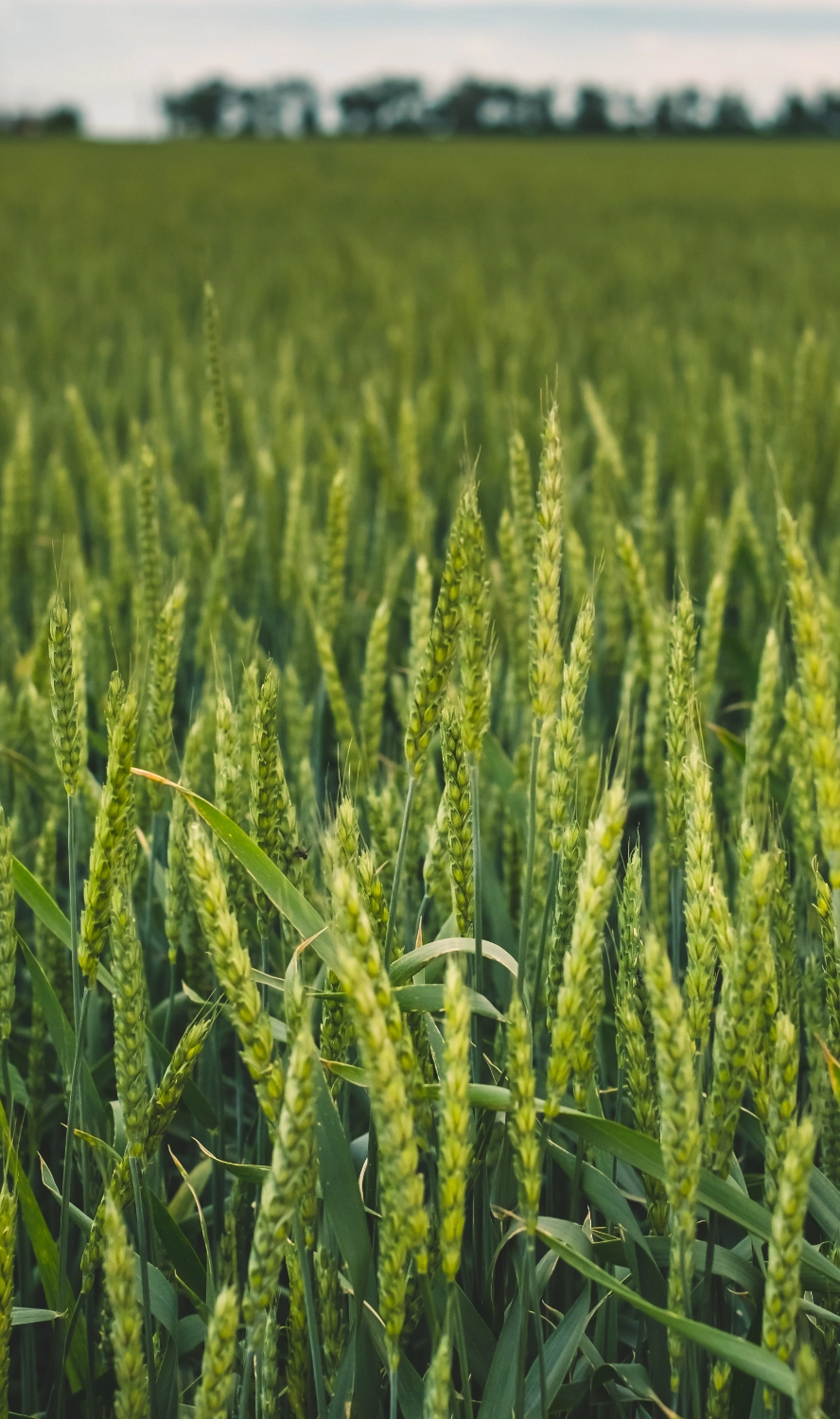 Wheat Field