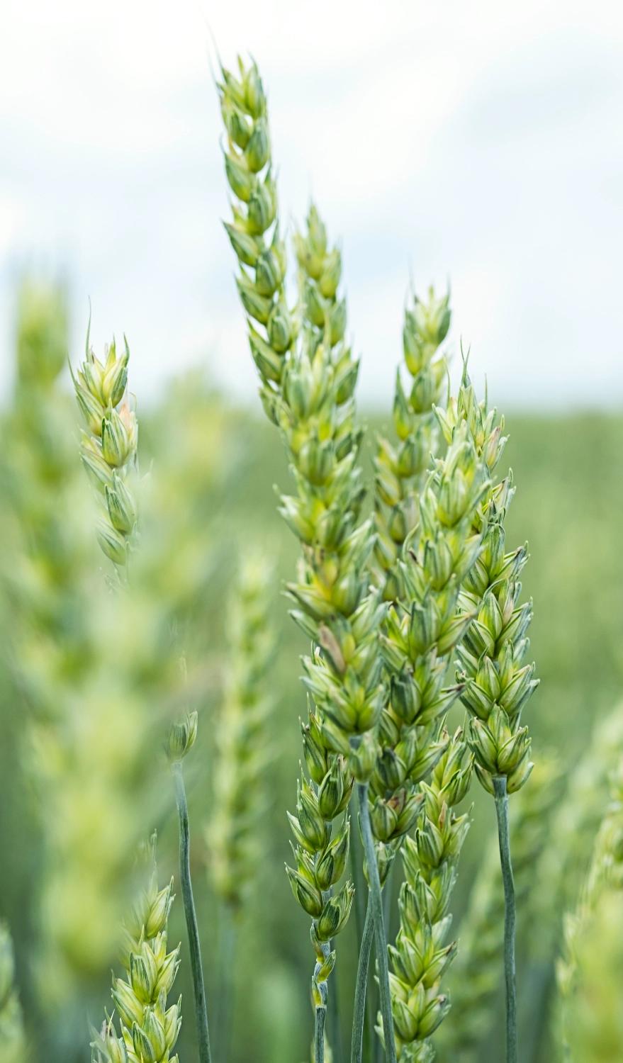 Crops