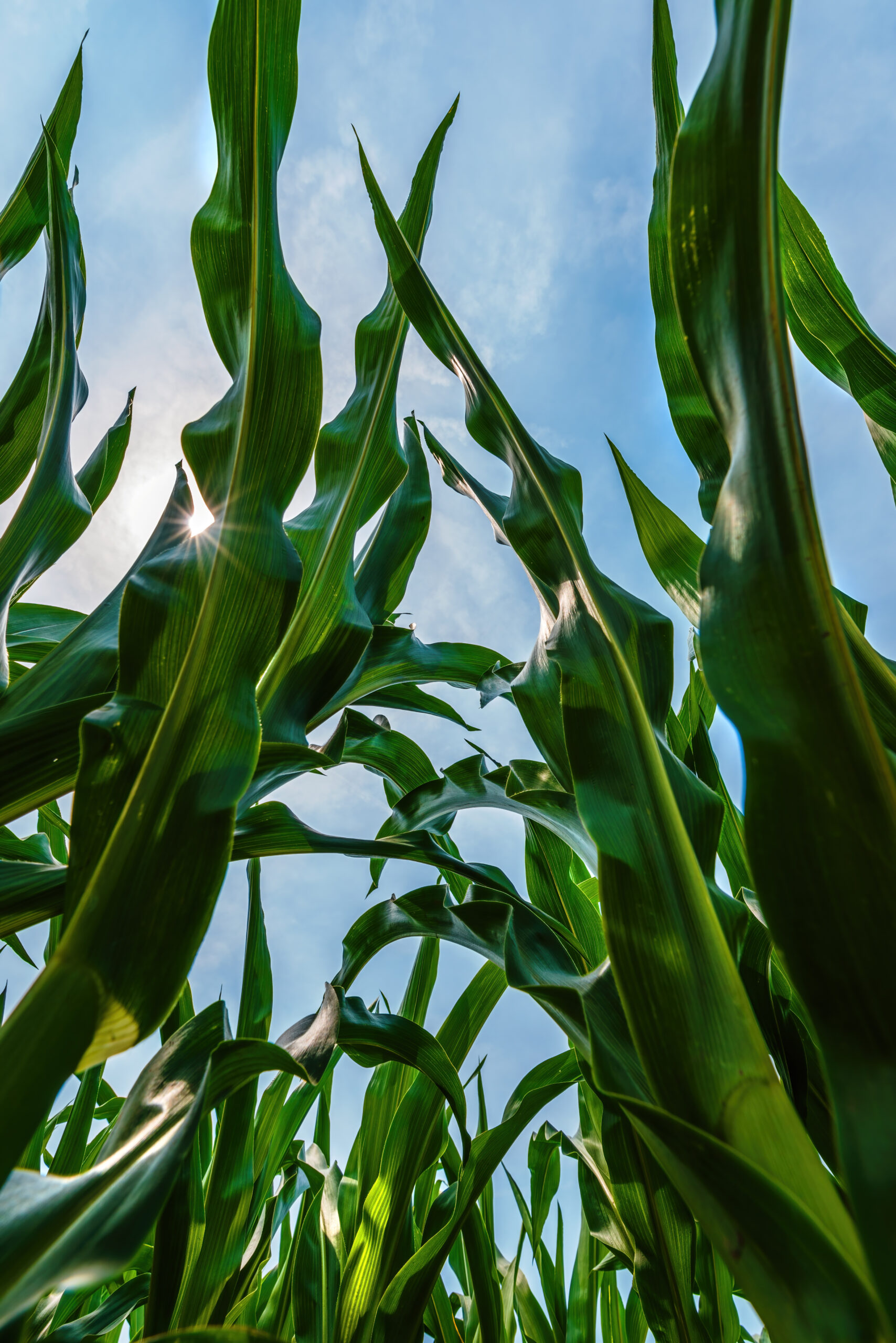 Corn Field