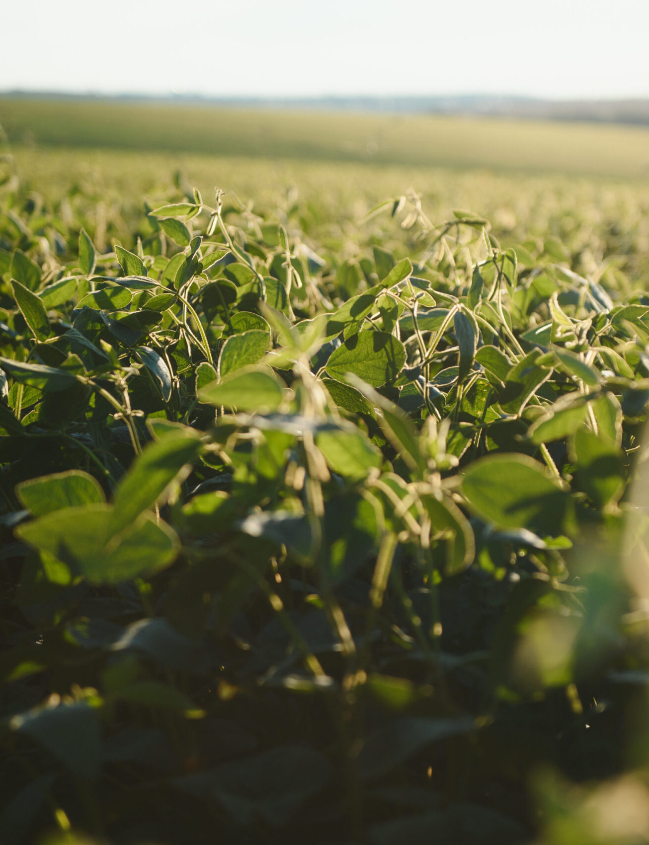 Field