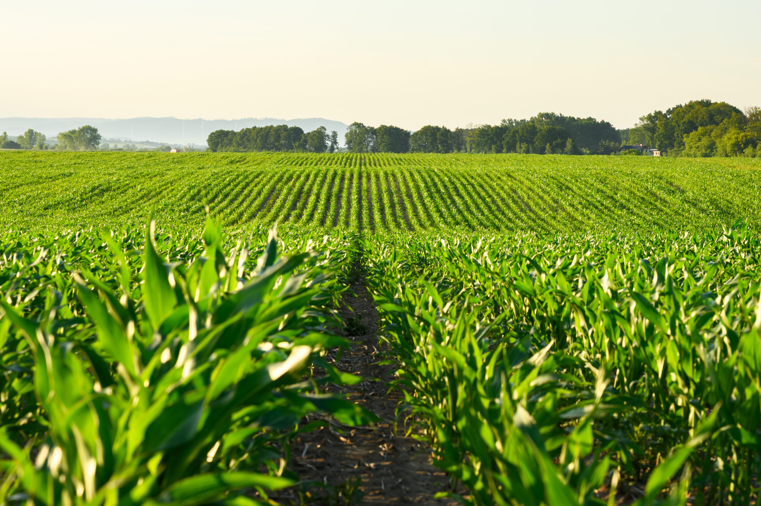 Corn Field