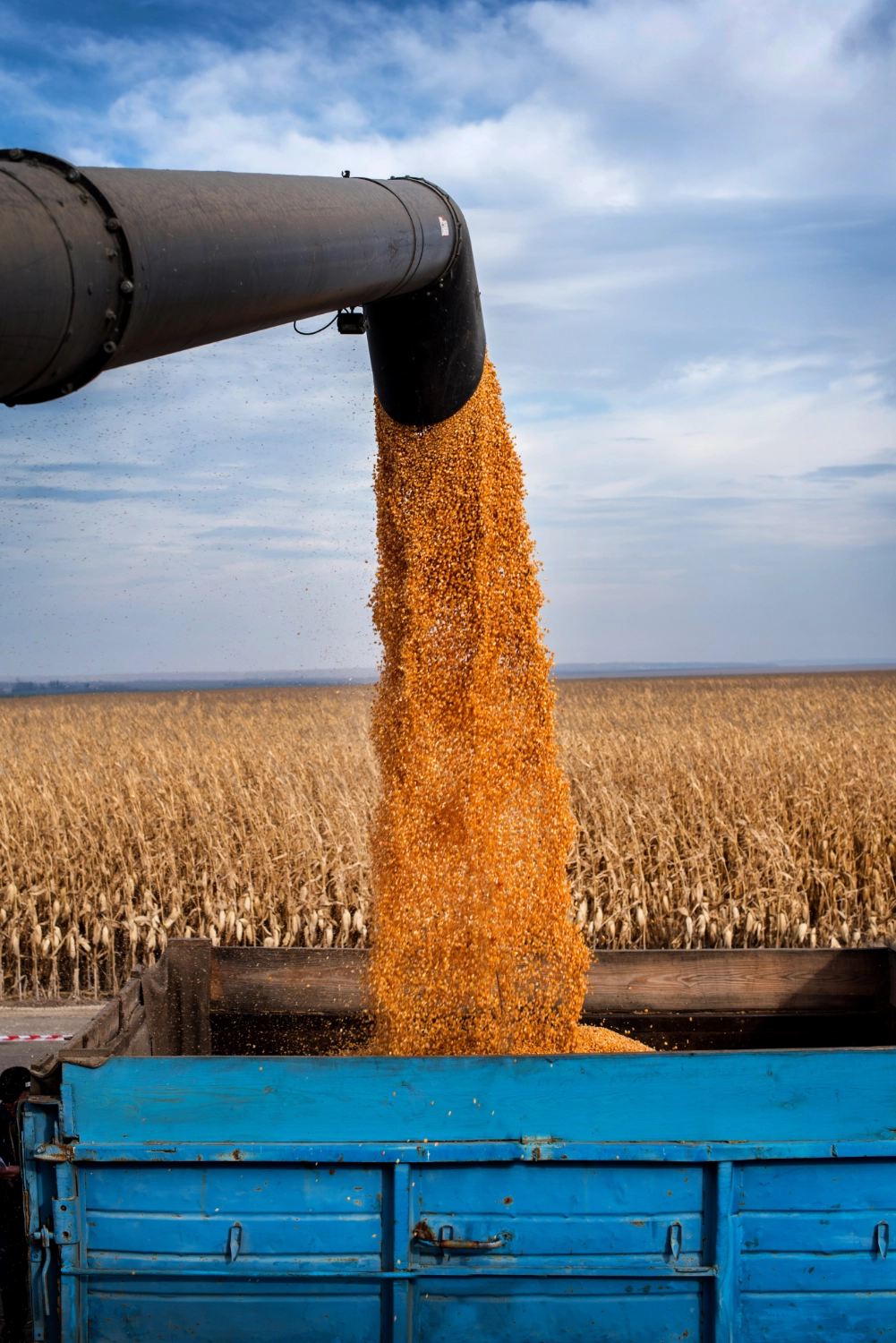 Corn Harvest