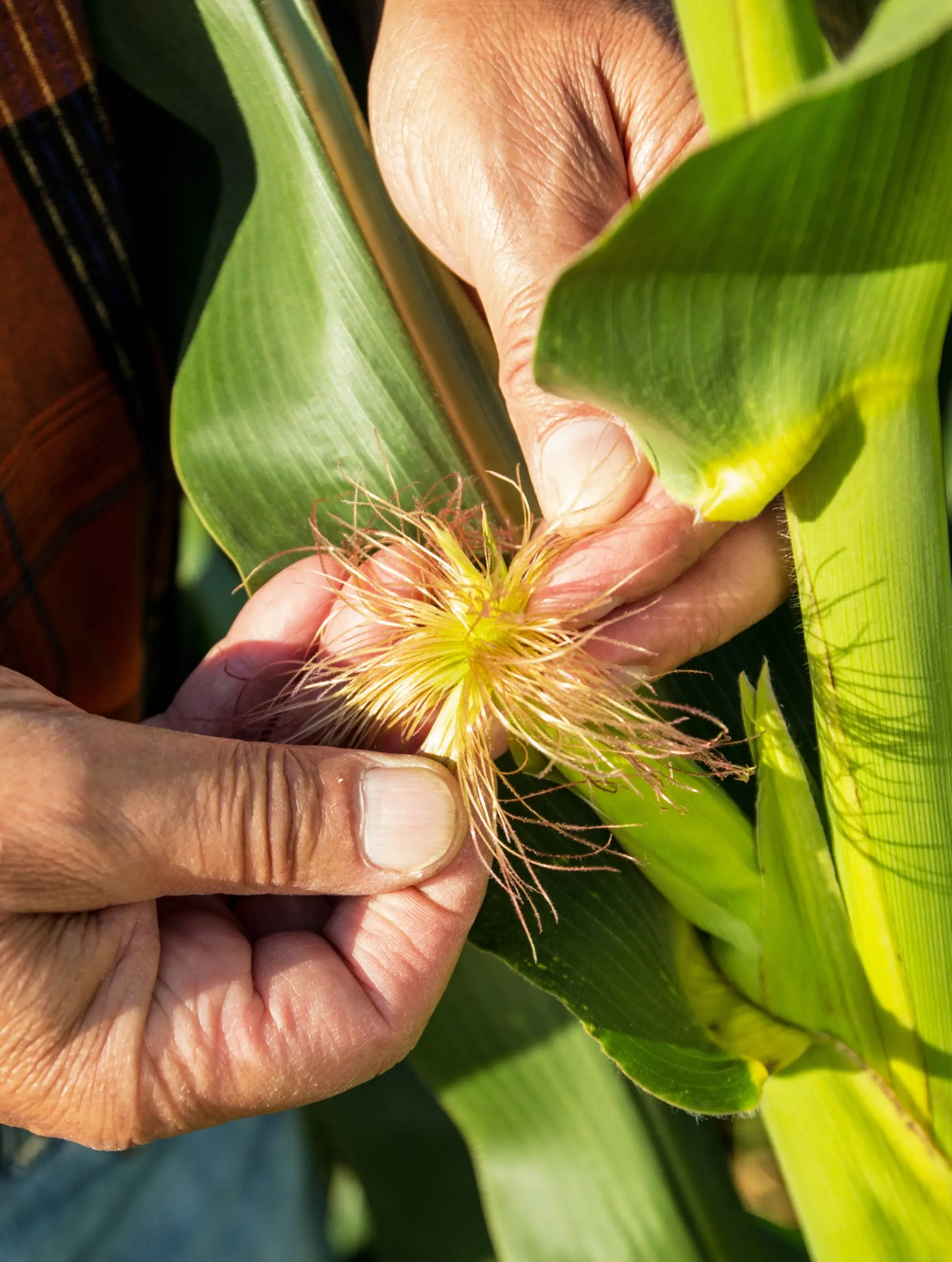 Tasseled Corn