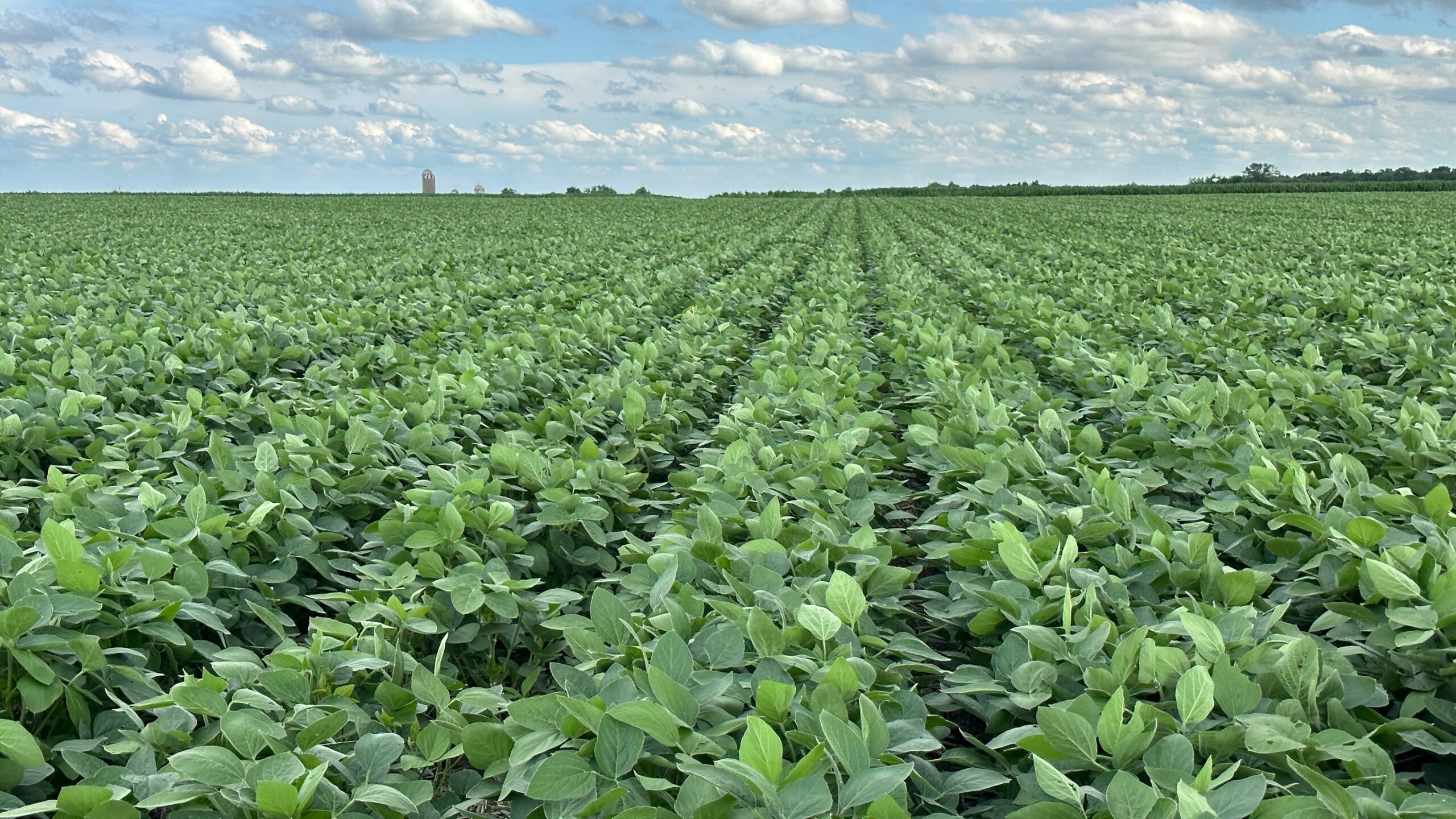 Field